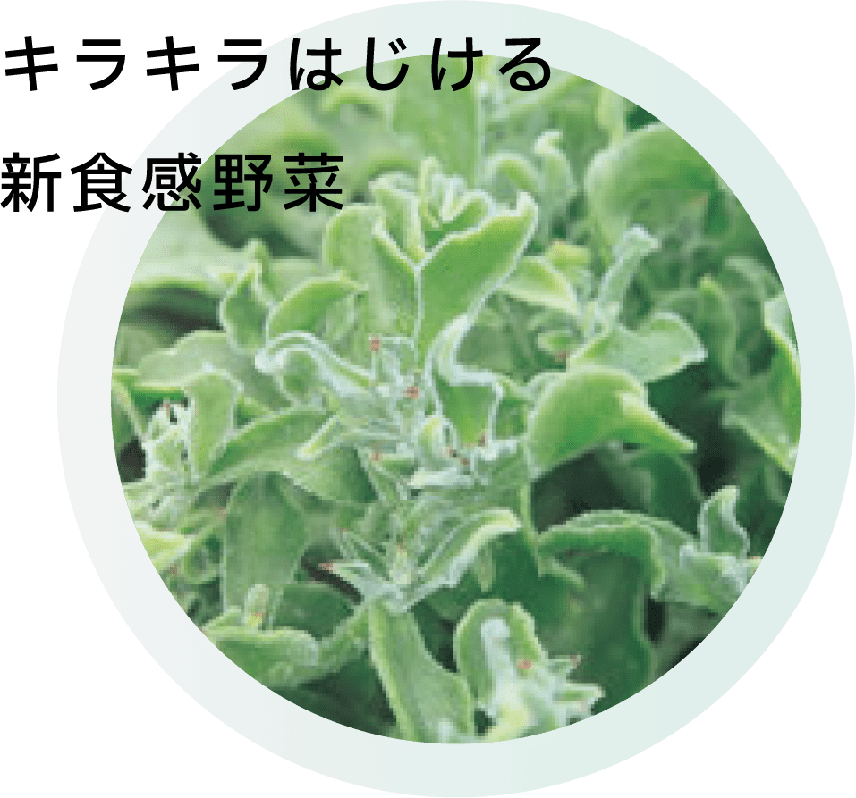 キラキラ弾ける新食感野菜アイスプラント