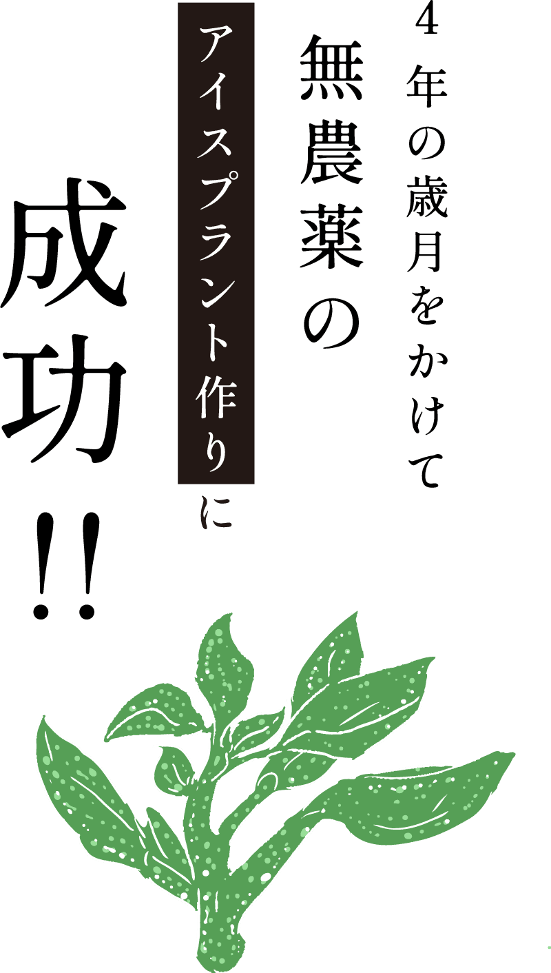 4年の歳月をかけて無農薬のアイスプラント作りに成功!!