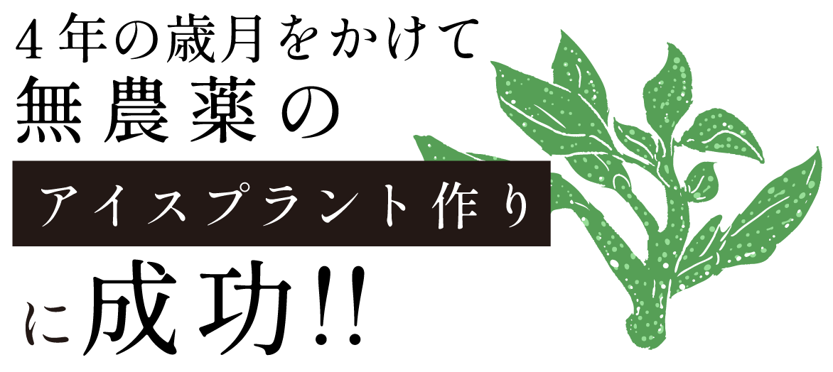 4年の歳月をかけて無農薬のアイスプラント作りに成功!!